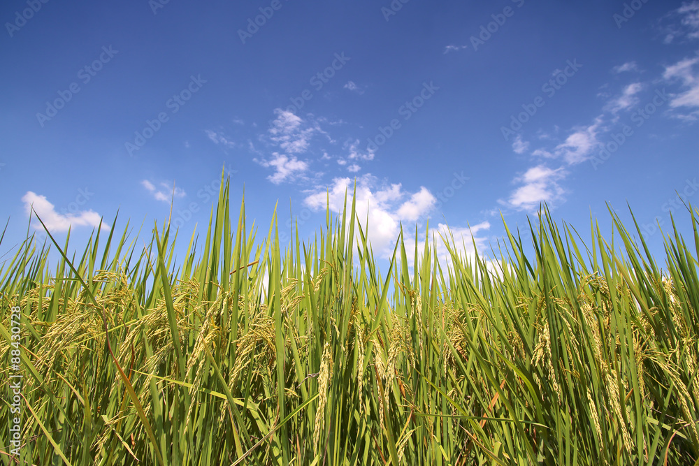 rice field