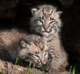 Two Baby Bobcat Kits (Lynx rufus) in Hollow Log