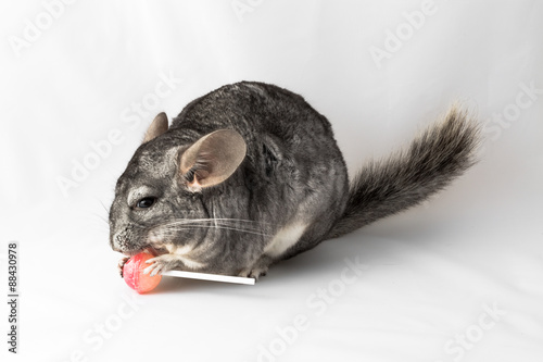 Chinchilla eating a lolly