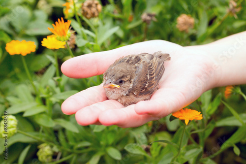 The young bird of the sparrow chicks yellow beak in female hands