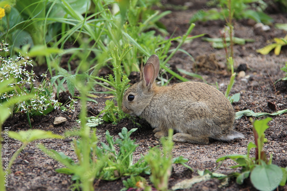 Rabbit Rabbit