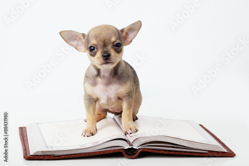 cute puppy chihuahua reading book © Aliaksei Lasevich