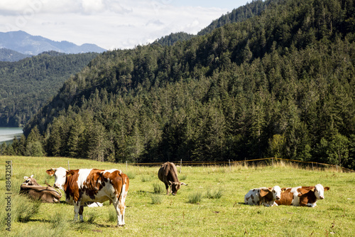 Cow on pasture  Alps in background  Germany