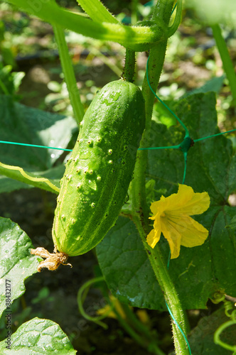 Cucumber in bright sunlight