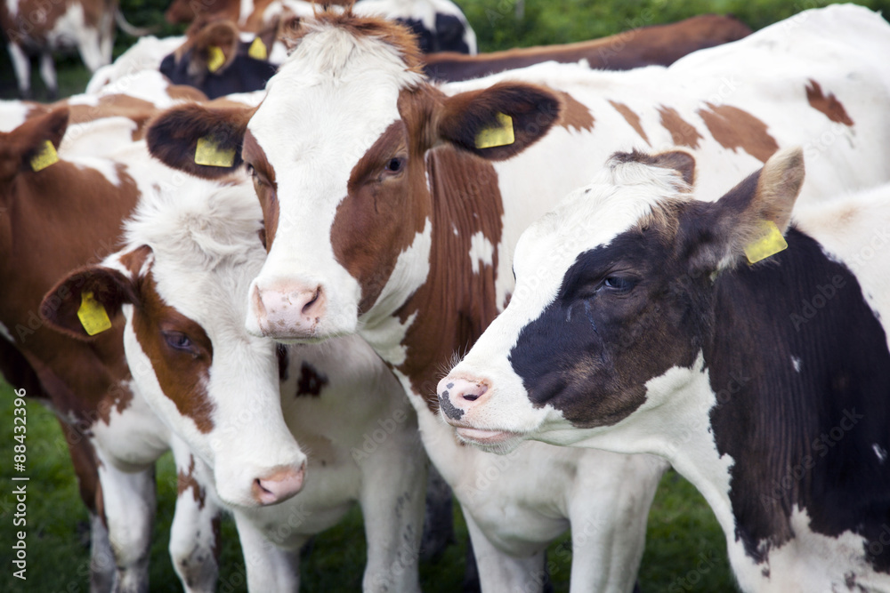 three young cows in dutch meadow three young cows in dutch meadow