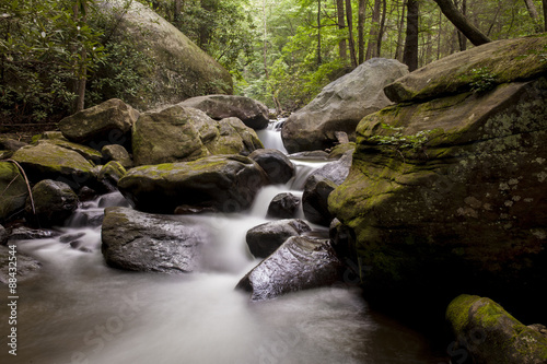 forest stream in South Carolina