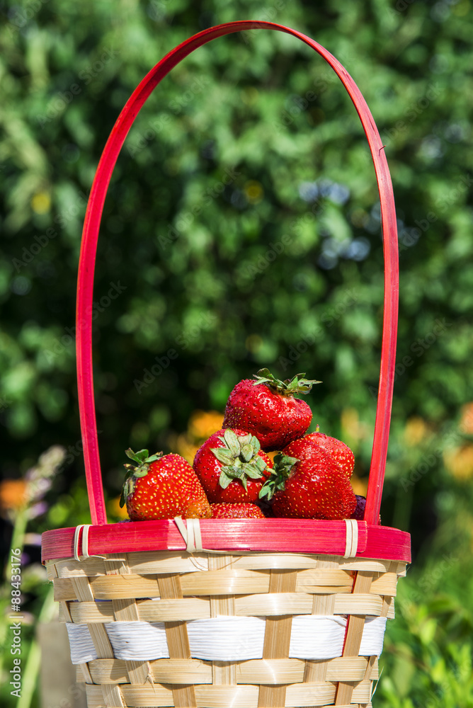 Strawberries in a basket in the garden Strawberries in a basket in the garden