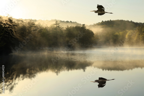 Great Blue Heron Flys Over Foggy Lake at Dawn