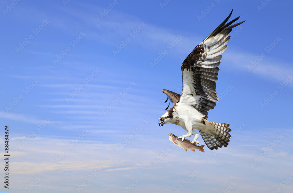 Obraz premium Osprey Flies in With His Catch of a Rainbow Trout