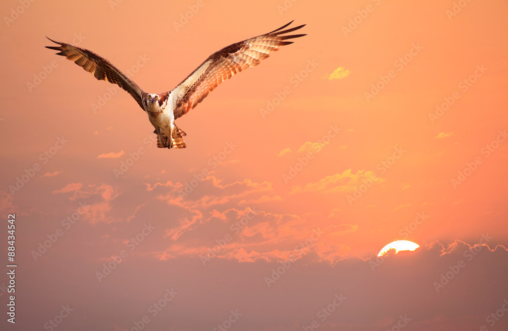 Obraz premium Osprey Flying in the Early Morning Sunrise Sky