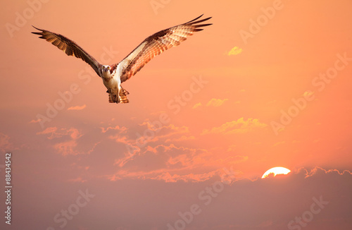 Osprey Flying in the Early Morning Sunrise Sky