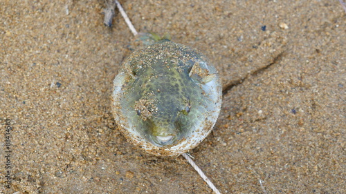 Inflated blowfish caught from river ( close up ) photo