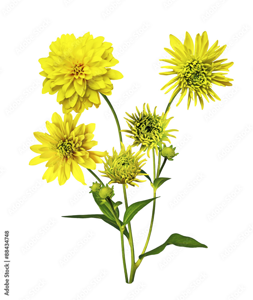 Fototapeta premium Dahlia flower isolated on white background