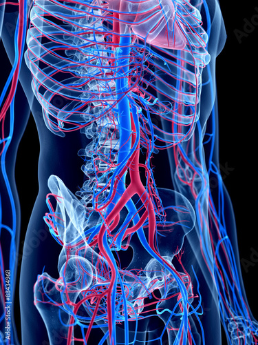 the human vascular system -
