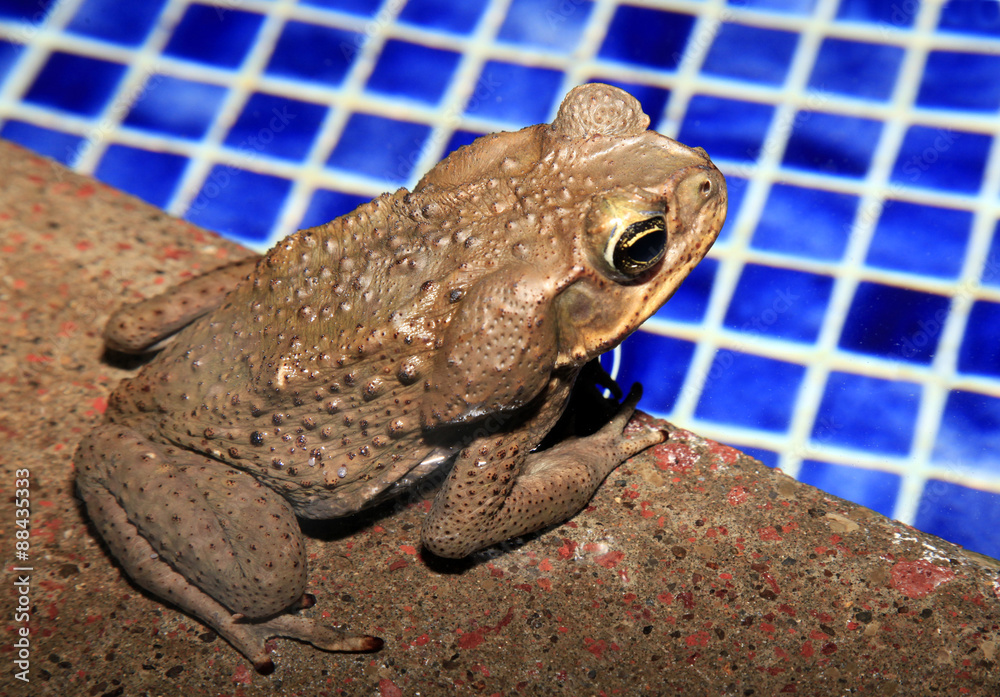 Obraz premium Cane Toad Sitting by the Swimming Pool In Costa Rican Rain Fores