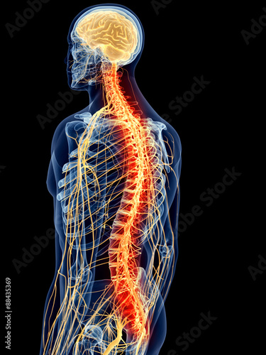 Foto medically accurate illustration - painful spine