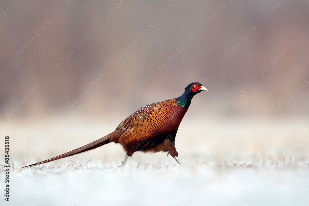 Pheasant