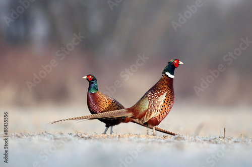 Pheasant © adamfichna