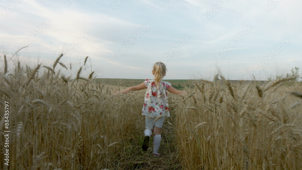 Little girl running at the orange evening wheat field
