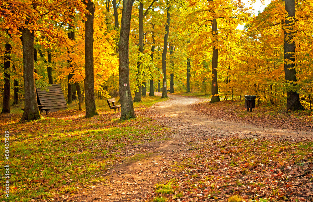Nice autumnal scene in the forest Nice autumnal scene in the forest