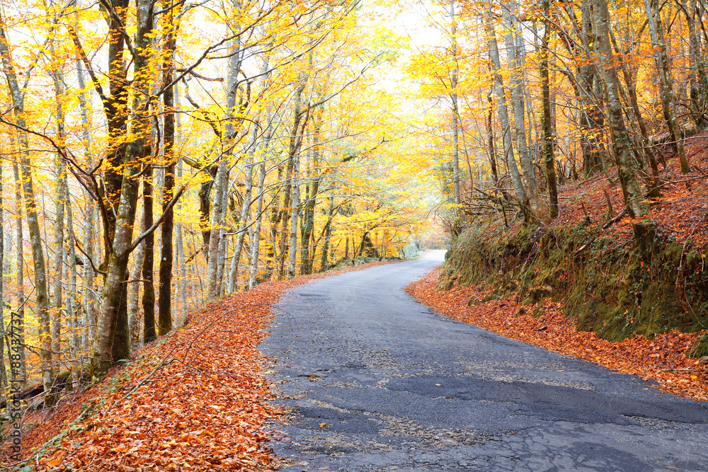 Beautiful landscape with colored trees