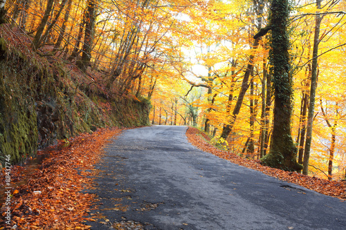 Road with colored trees in autumn season #88437746