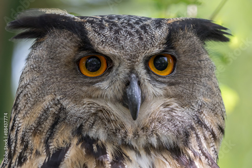 European Eagle Owl headshot with green foliage background.
