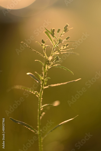 Wildflower in backlight