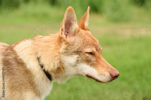 Czech wolf portrait © SasaStock