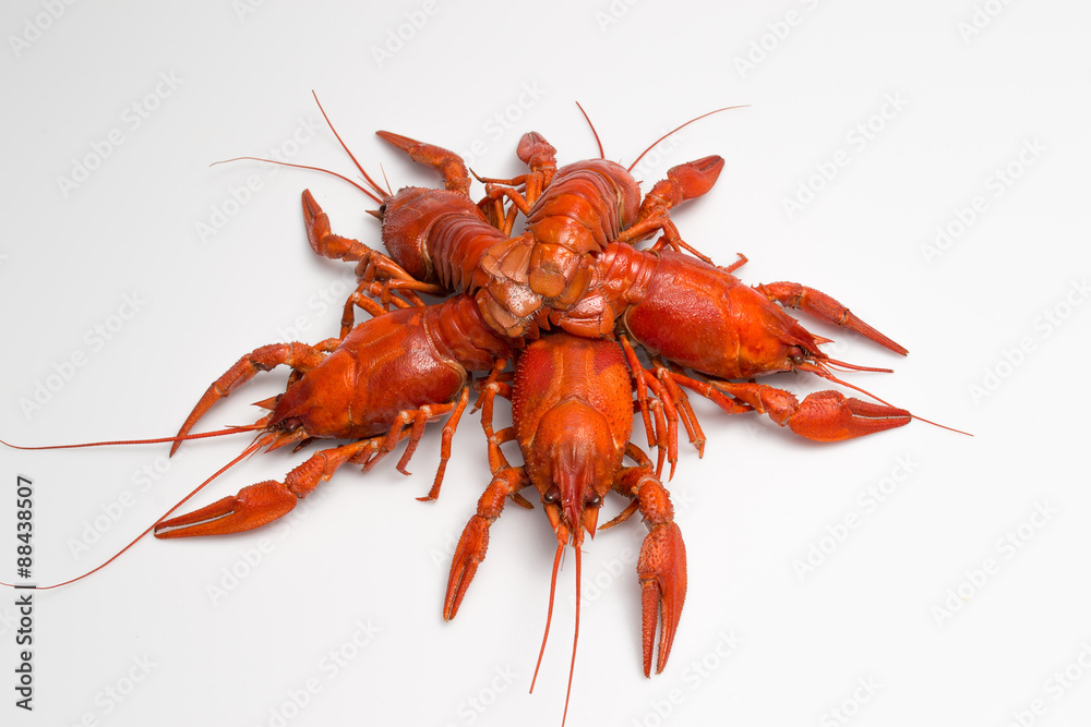 Boiled crawfish is isolated on a white background Boiled crawfish is isolated on a white background