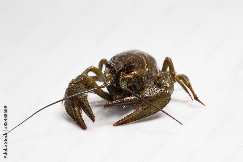 live crayfish on a white background live crayfish on a white background