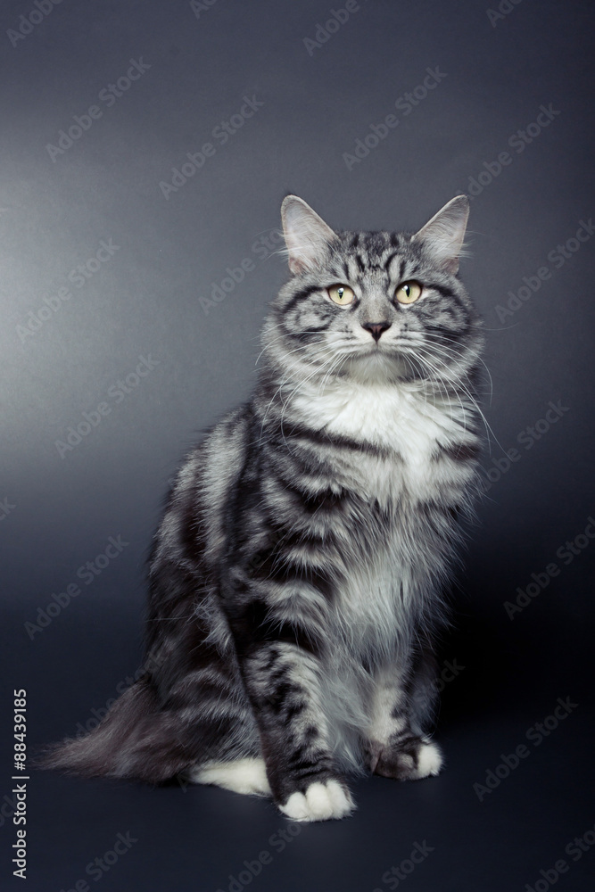 Grey striped bobtail kitten on dark background