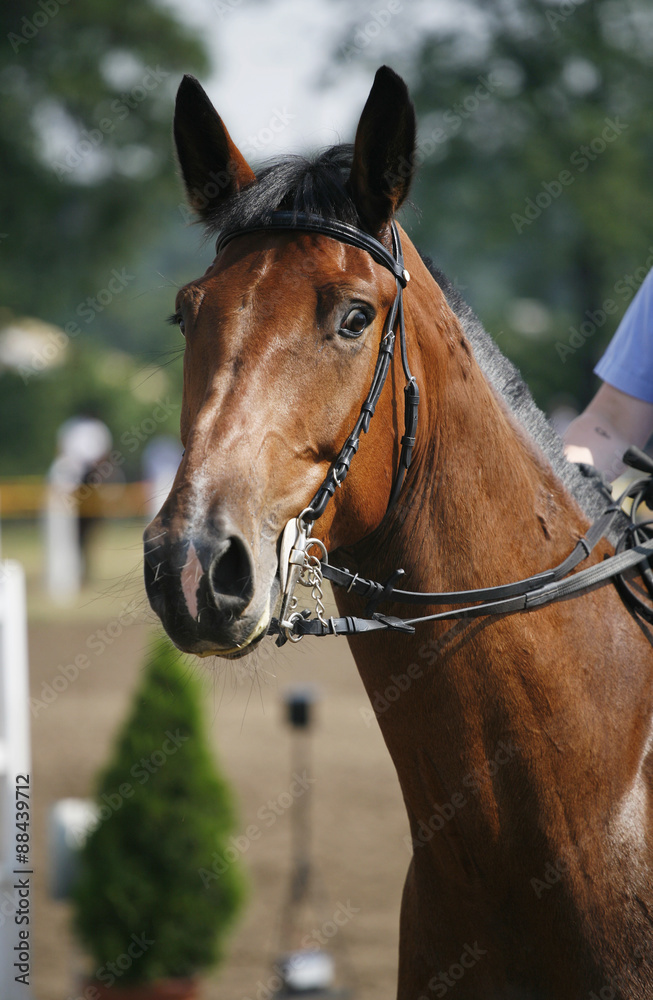 Naklejka premium Head shot of a beautiful purebred show jumper horse in action