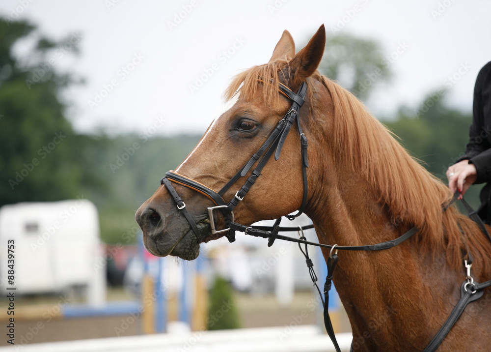 Head shot of a beautiful purebred show jumper horse in action Head shot of a beautiful purebred show jumper horse in action