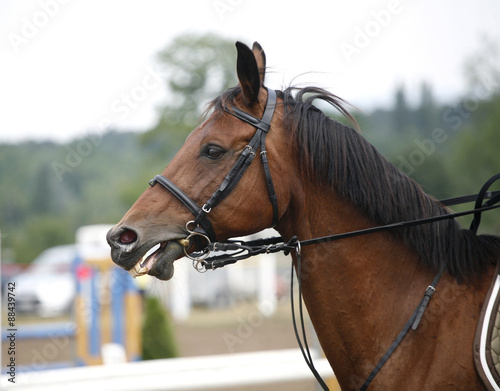 Portrait of a show jumper sport horse during competition