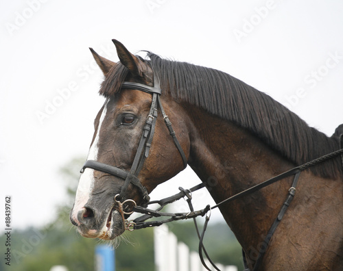 Portrait of a show jumper sport horse during competition © acceptfoto