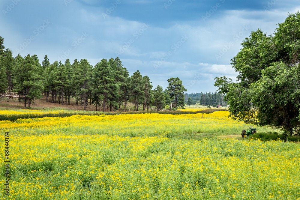 Flower Filled Meadow.