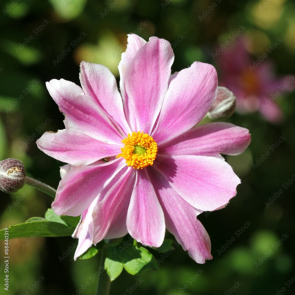 Obraz premium Anemone japonica