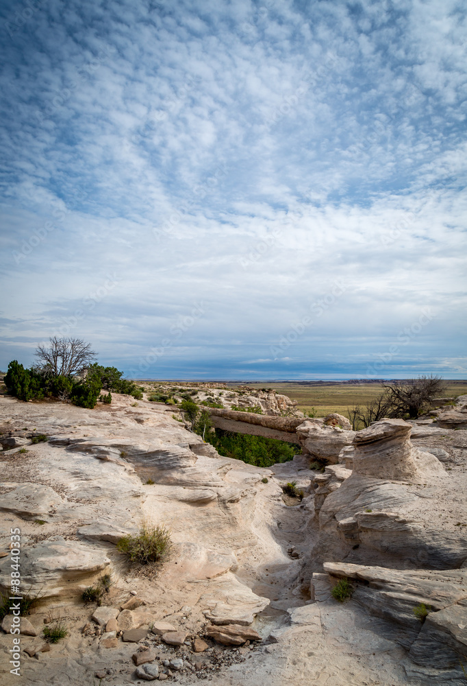 Fototapeta premium Petrified Forest Landscapes