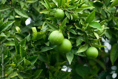 Limes hanging on a tree