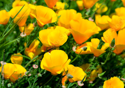 Fototapeta Naklejka Na Ścianę i Meble -  California poppy ( Eschscholzia)
