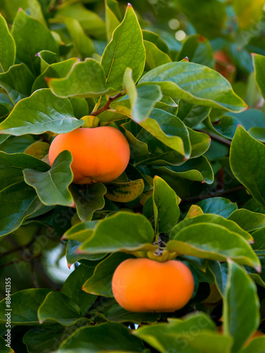 Ripe persimmon fruit hanging on the tree