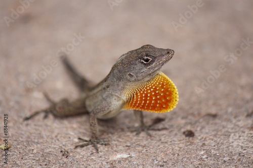 Fototapeta A Lizard captured on the pavement in Florida.