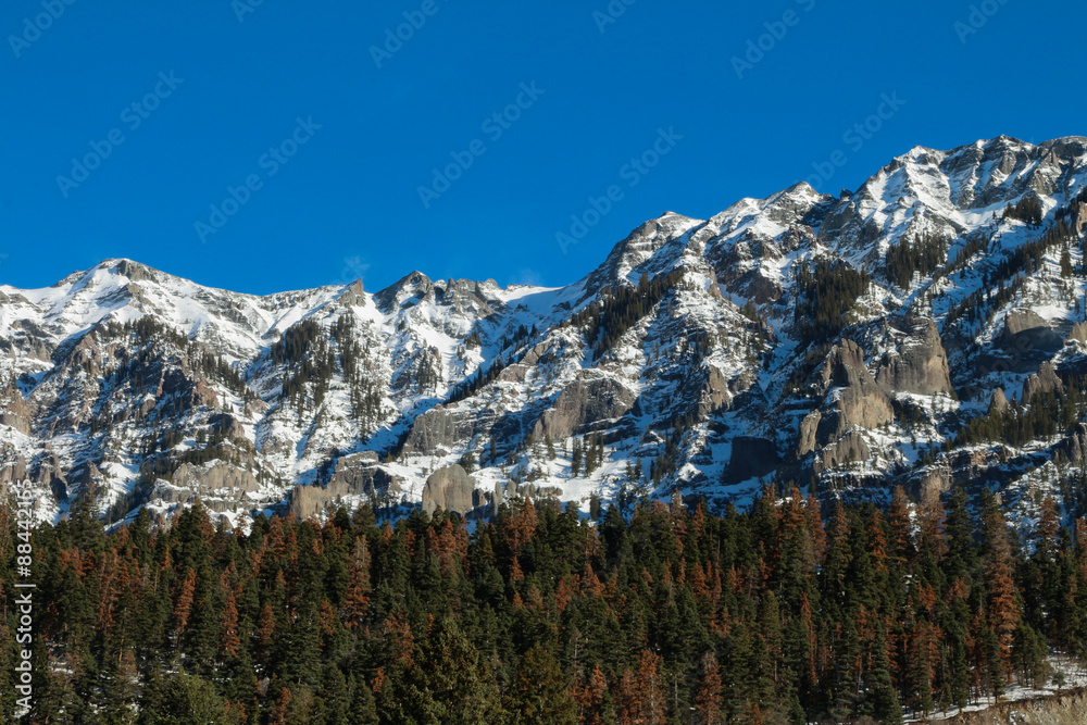 Mottled green and brown pine forest with beetle kill trees and rugged mountain in Ouray