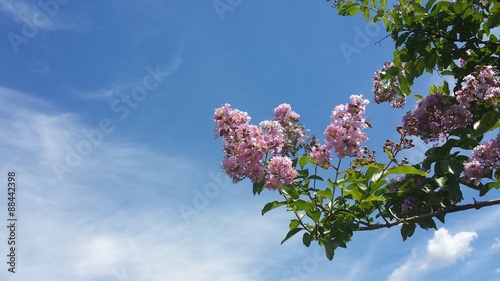 Tree branch with pink flowers against blue sky with clouds