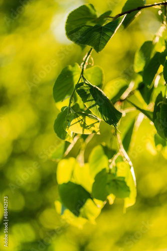 green leaves