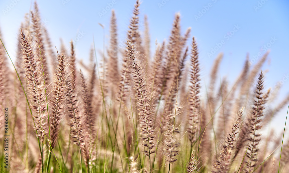 Golden and green grass nature summer background over sky Golden and green grass nature summer background over sky