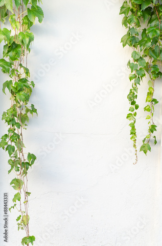 ivy frame on wall
