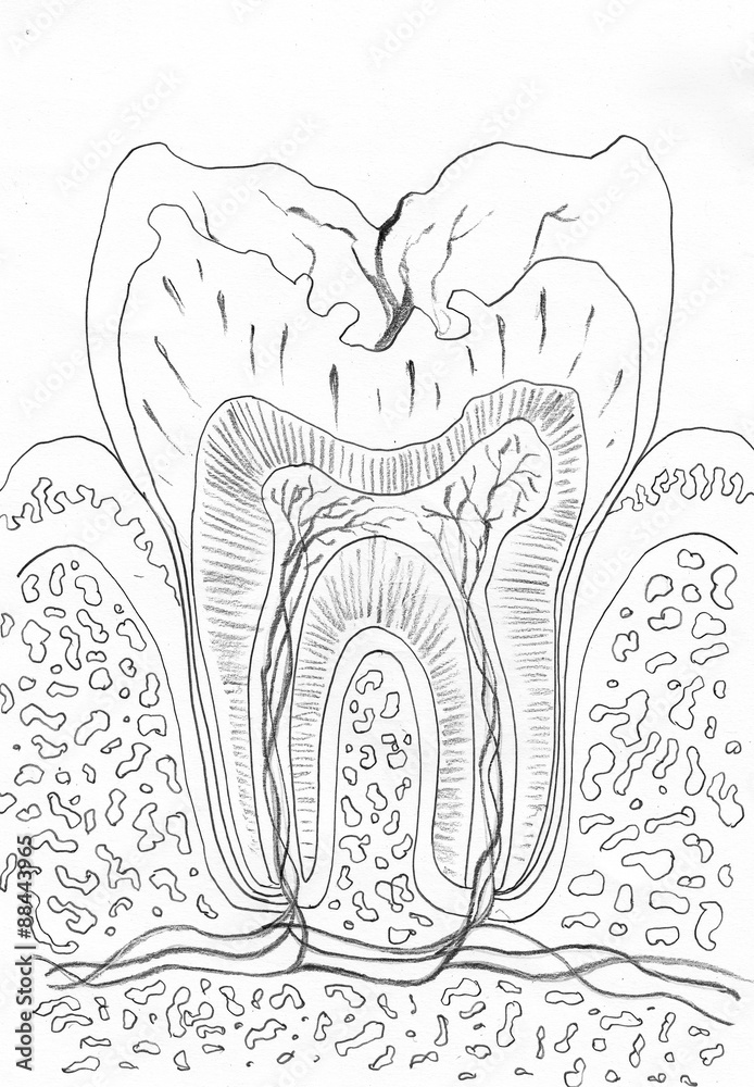 Healthy tooth or molar tooth anatomy , artwork Healthy tooth or molar tooth anatomy , artwork