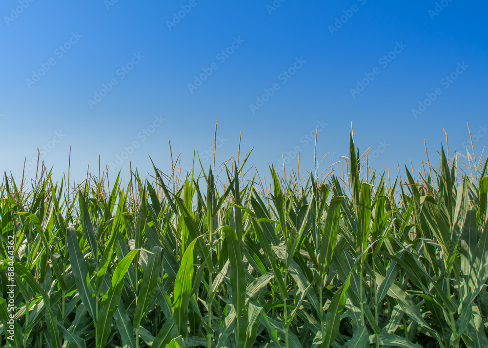 Corn Ethanol Corn Ethanol